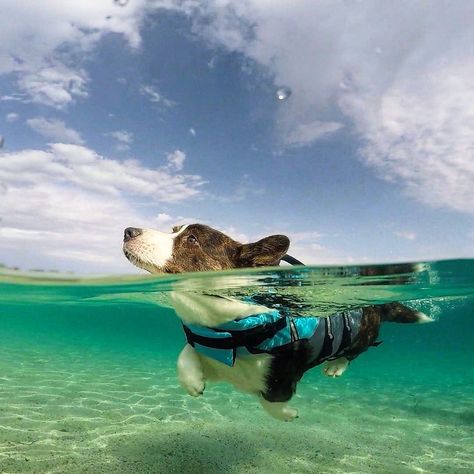 G e o r g y T h e C o r g i on Instagram: “Dog style swimming, I nailed it! 😜 #Holidays . . . . . #tot #summer #summervibes #dogstagram #dogsofinstagram #dogphotography #dogoftheday…” Corgi Swimming, Teach Kids To Swim, Underwater Dogs, References Drawing, Swimming Drills, Swimming Photography, Swimming Benefits, Swimming Gear, Swimming Equipment