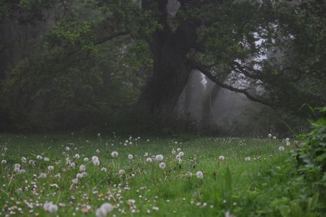 the secret fairy garden Foggy Forest, Trees, Forest, Flowers, White