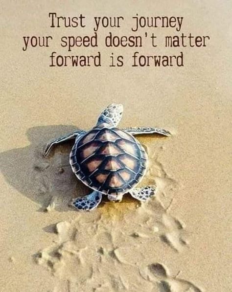 Turtle Quotes, Trust Your Journey, Louise Hay, A Turtle, Lesson Quotes, Life Lesson Quotes, Inspiring Quotes About Life, Encouragement Quotes, A Quote