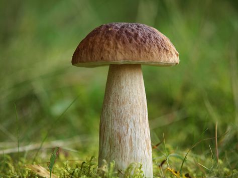 https://flic.kr/p/dec365 | Mushroom Boletus edulis Penny Bun Steinpilz | Thanks for all visits and comments Mushroom Pictures, Amanita Muscaria, Yard Sculptures, Mushroom Fungi, Forest Floor, Wild Mushrooms, Mushroom Art, State Police, Wildlife Animals