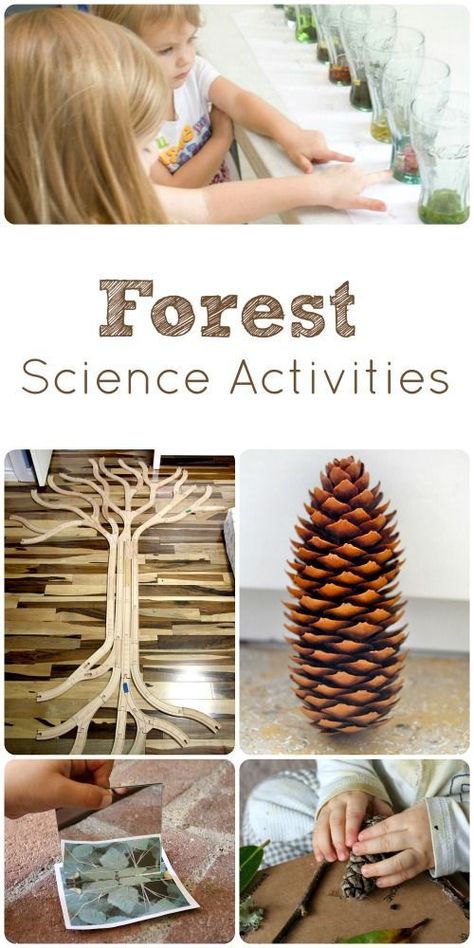 5 Fun Forest Science Activities for Kids Tree Science Kindergarten, Tree Science Experiments Preschool, Ecosystems Preschool, Layers Of The Forest Activity, Enchanted Forest Preschool Activities, Forest Provocation, Forest Unit Study, Forest Theme Activities For Preschool, Trees And Forests Grade 6 Science