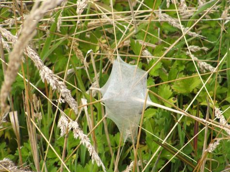 Nursery Spider Nest Spider Nest, Eco Futurism, Spider Man Oc, Living With Nature, Spider Sona, Arachnids, Futurism, Biology, Geometry