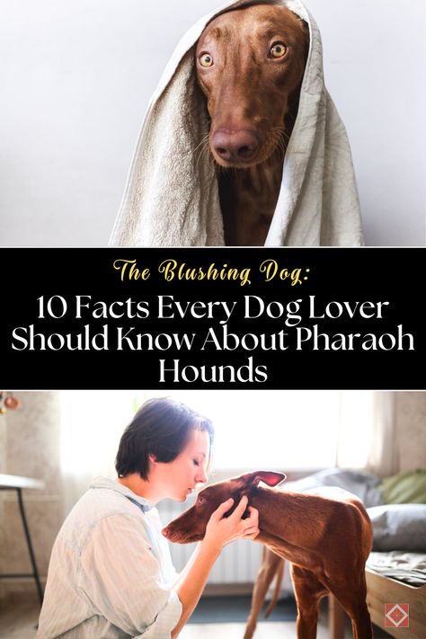 🐶 Known for their graceful looks and unique ability to blush, Pharaoh Hounds are a breed like no other. Discover 10 interesting facts about this ancient dog breed, from their hunting origins to their incredible loyalty and playful nature. A must-read for anyone fascinated by rare and elegant dog breeds! #PharaohHound #DogBreeds #UniqueDogs Hound Dog Breeds, Ancient Dog Breeds, Elegant Dog, Pharaoh Hound, Health Images, Unique Facts, 10 Interesting Facts, Art And Literature, Different Dogs