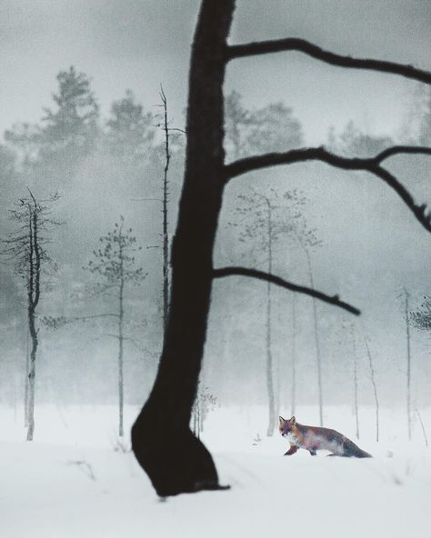 Konsta Punkka “~ 5am and it’s still completely dark outside, I wait in a wooden hide to capture some golden eagles. After few hours of waiting I suddenly…” Dark Outside, Golden Eagles, I Wait, Grey Fox, Natural Heritage, Golden Eagle, Winter Beauty, The Fog, Wait For Me