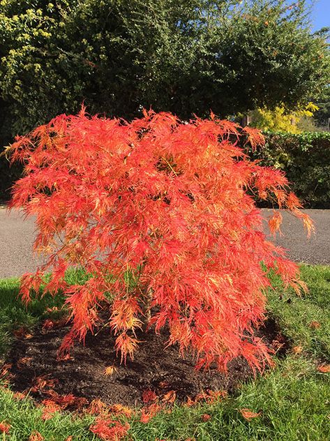 Acer Dissectum, Acer Palmatum Dissectum, Courtyard Plants, Japanese Maples, Japanese Maple Tree, Acer Palmatum, Japanese Maple, Maple Tree, Tall Plants