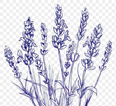 Lilac Flower Drawing Simple, Lavender Drawing Simple, Lavender Plant Drawing, Lavender Flower Drawing, Lavender Line Art, Lavender Sketch, Vintage Flower Border, Lavender Drawing, Lavender Graphic