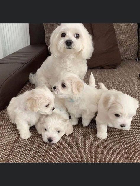 Maltese Breed, Maltipoo Puppies For Sale, Maltese Puppies For Sale, Toy Dog Breeds, Maltese Puppies, Maltipoo Puppy, Maltese Puppy, Maltese Dogs, Puppy Adoption