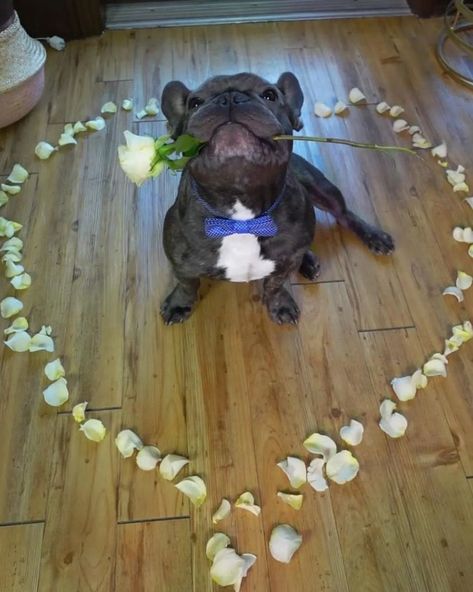 Funny Frenchies, Cute Bulldog Puppies, Bulldog French, French Bulldog Funny, Cute Dogs Images, Bulldog Francese, Really Cute Puppies, Famous Dogs, Bulldog Funny