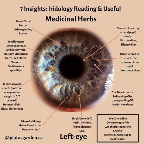 Iridology reveals a non-invasive glimpse into the internal body. Herbs for specific organ/glands/tissue: ☀Pineal gland: Both Brahmi (Gotu Kola and/or Bacopa) and Ashwagandha are powerful adaptogenic herbs. They reduce stress, enhance cognitive function, protect neurons, and enhance general brain health inc. the pineal gland. ☀Tonsils: Red Clover and Cleavers are lymphatic herbs. Lymphatic herbs assist the entire body in removing waste from around organs/glands, a primary step before rege... Herbs For Eye Health, Herbal Medicine Recipes, Medical Herbs, Magia Das Ervas, Red Clover, Gotu Kola, Pineal Gland, Adaptogenic Herbs, Herbs For Health