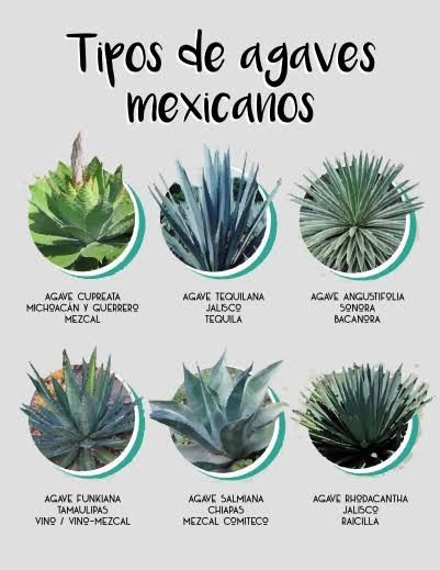 Mexican Agaves Agave Plant Landscaping, Mexican Plants, Tequila Agave, Mexican Culture Art, Small Front Yard Landscaping, Garden Calendar, Agave Plant, Diy Backyard Landscaping, Mediterranean Garden