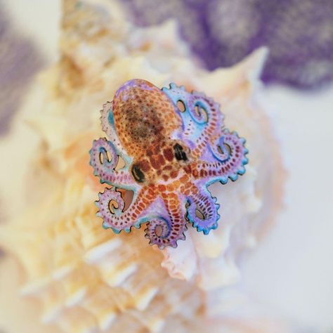 Reef Octopus, Octopus Pictures, Coral Castle, Baby Octopus, Cute Octopus, Octopus Tattoo, Octopus Art, Beautiful Sea Creatures, The Octopus