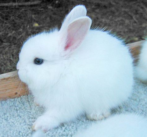 baby Blue Eyed White White Bunny With Blue Eyes, French Angora Rabbit, French Rabbit, Angora Bunny, Fuzzy Animals, Pet Rabbit Care, Newborn Animals, Blue Eyed Baby, Dream Pet