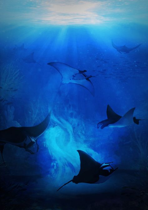 Manta Rays in the sea, Helene Rucquoy on ArtStation at https://www.artstation.com/artwork/xzyEqY Manta Ray Wallpaper Aesthetic, Manta Ray Phone Wallpaper, Manta Ray Wallpaper, Manta Ray Aesthetic, Manta Ray Art Wallpaper, Manta Rays Aesthetic, Jinx Character, Swimming With Manta Rays, Manta Ray From Above