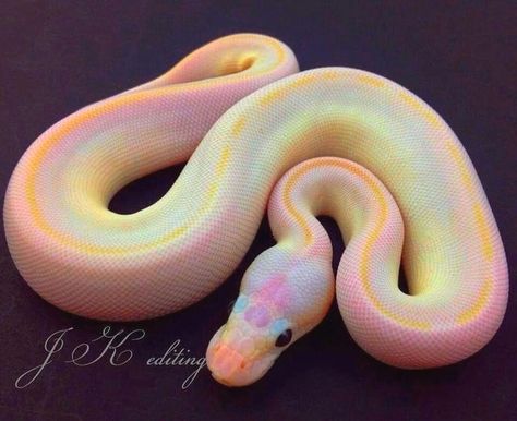 Snakelain on Instagram: “Wish it could be real 🌈😍 Photo by ©️JK editing (write us for credit) . . . . . #herpetology #reptilesofinstagram #cornsnake #reptiles…” Python Wallpaper, Snake Photos, Cool Snakes, Colorful Snakes, Pretty Snakes, Ball Python Morphs, Albino Animals, Cute Reptiles, Cute Snake