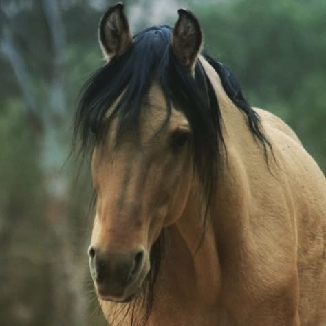 Unique Horses, Kiger Mustang, Wild Horses Mustangs, Buckskin Horse, Horse Brown, Horse Coats, Mustang Horse, Winged Horse, Life Paint