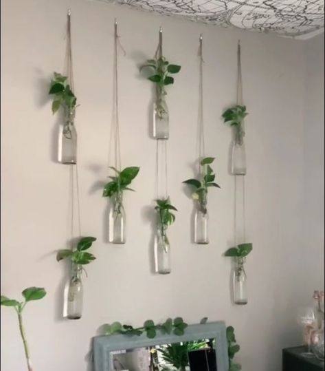 Bottle Plants Ideas Indoor, Hanging Glass Bottle Plants Ideas, Glass Bottle Plants Ideas, Propagation Wall, Hanging Bottles, Petunia Seeds, Bottle Plant, Plant In Glass, Plants In Bottles