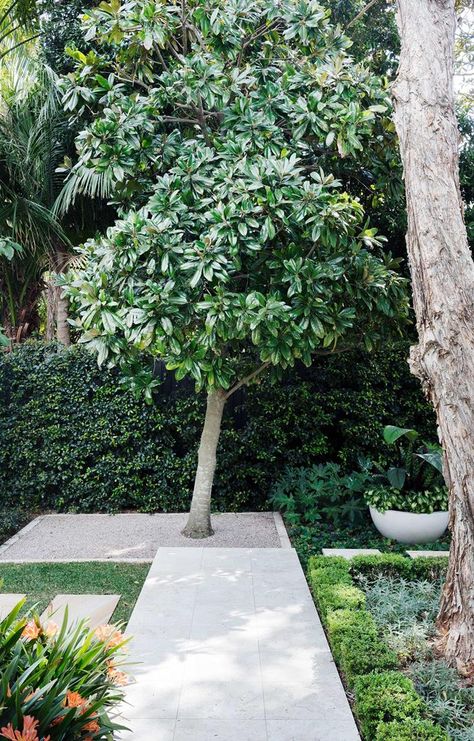 Fast Growing Shade Trees, Sydney Gardens, Building Raised Garden Beds, Australian Garden, Coastal Gardens, Fast Growing Trees, Large Backyard, Magnolia Trees, Shade Trees