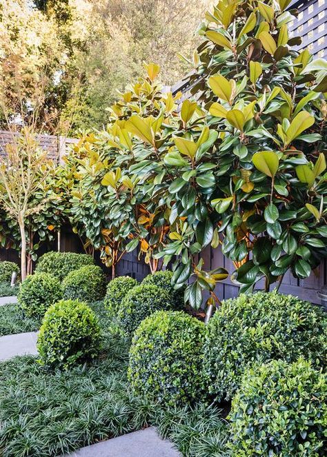 Hamptons Front Garden, Hamptons Style Garden, Magnolia Tree Landscaping, Little Gem Magnolia Tree, Magnolia Little Gem, Hamptons Garden, Magnolia Gardens, Architectural Plants, Landscaping Trees