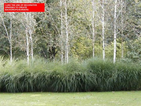 Birch Trees Garden, Grass Hedge, Side Path, Grass Border, Tree Grove, Birch Grove, Native Grasses, Aspen Grove, River Birch