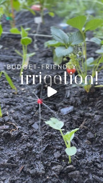 Comment LINK and I’ll send you exactly what you need to make sure your garden is watered all summer long!

Set up this under $20 irriga... | Instagram Garden Irrigation Ideas Diy, Irrigation System Diy, Irrigation Diy, Garden Irrigation, Irrigation System, Gardening For Beginners, Gardening Tips, Diy Garden, Make Sure