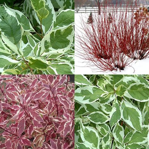 Need a few plant ideas for your landscape this year?  Consider using Ivory Halo Dogwood. It has beautiful variegated leaves, stunning fall color, and showy red stems during winter.  If you need additional ideas, feel free to contact Kimberly Nurseries by following the link below: http://kimberlynurseries.com/request-a-proposal/ Redtwig Dogwood Shrubs, Halo Dogwood, Silverleaf Dogwood, Arctic Fire Red Twig Dogwood, Dogwood Bush, Variegated Red Twig Dogwood, Ivory Halo Dogwood, Red Shrubs, Cornus Alba