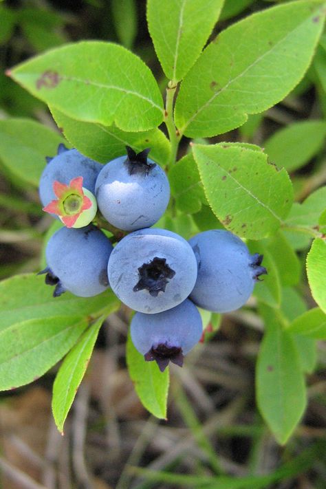 Lowbush Blueberries (Vaccinium angustifolium) Berries Photography, Blueberry Gardening, Fruit Photography, Beautiful Fruits, Fruit Plants, Exotic Fruit, Fruit Garden, Delicious Fruit, Fruit Art