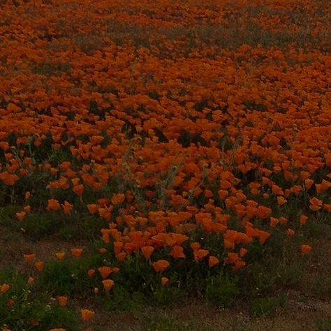 Aesthetic poppy fields in California Poppy Core, Field Of Poppies, Poppy Fields, Poppy Field, Poppies, Angeles, California, Sculpture, Natural Landmarks