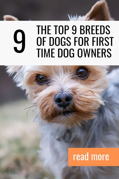 The Top 9 Breeds of Dogs for First Time Dog Owners Different Dog Breeds, Breeds Of Dogs, Puppy Cut, Terrier Breeds, Boxer Love, Rough Collie, Purebred Dogs, Kinds Of Dogs, Best Dog Breeds