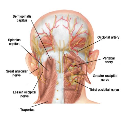 Occipital Nerve Block, Best Exercise For Hips, Pressure Points For Headaches, Nerve Anatomy, Sternocleidomastoid Muscle, Head Muscles, Occipital Neuralgia, Spine Problems, Spinal Fluid