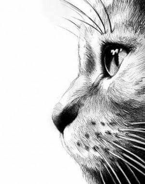 Regnul Animal, Couple Drawing, Drawing Eyes, Cat Sketch, Charcoal Drawings, Drawing Faces, White Drawing, Goody Bags, Cat Eyes