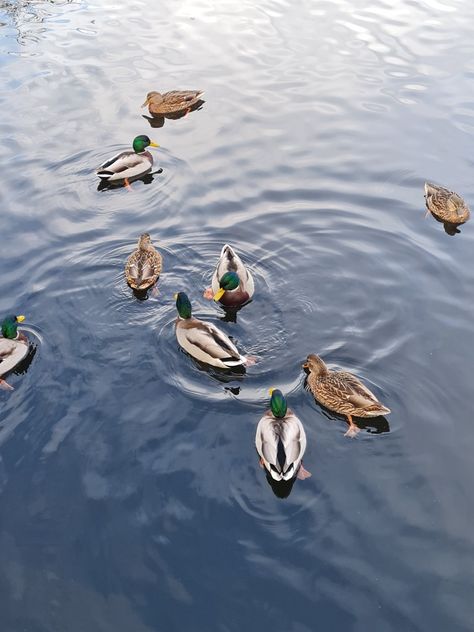 ducks, duck, morning, water, swimming, pool party, birds, nature, wild animals, cute. Ducks On Water, Ducks Swimming Drawing, Ducks In Water, Swimming In A Lake, Duck Photography, Duck In Water, Ducks Swimming, Duck Swimming, Swimming Photography