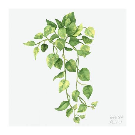 Plants Painting, Plant Sketches, Golden Pothos, Hand Drawn Wedding, Ivy Plants, Plant Tattoo, Illustration Botanique, Watercolor Plants, Plant Painting