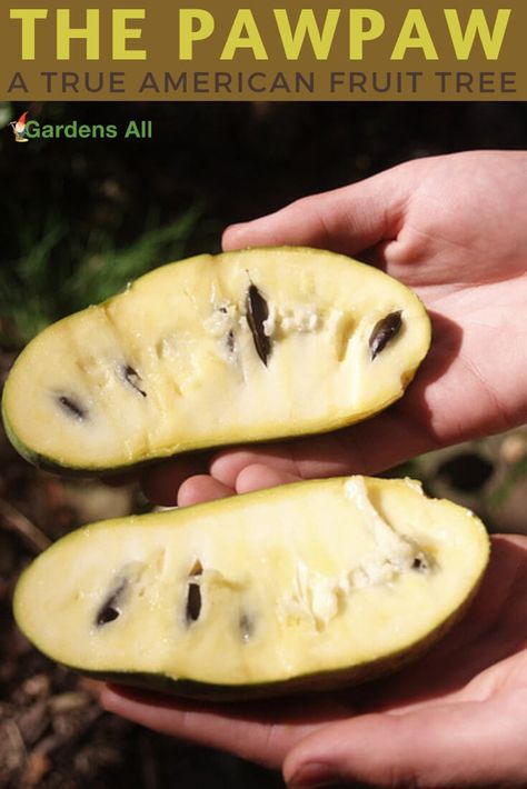 Pawpaw Recipes, Pawpaw Fruit, Paw Paw Fruit, Paw Paw Tree, How To Grow Bananas, Weird Fruit, Fruit Tree Garden, Food Forest Garden, Growing Ginger