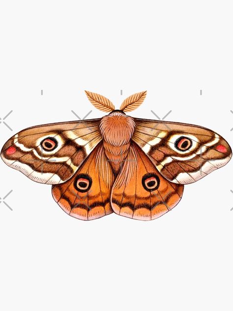 "Emperor Moth Drawing" Sticker by Veymoth | Redbubble Moth Illustration Simple, Moth Art Illustration, Moth Drawing Tattoo, Elephant Moth, Fluffy Moths, Moth Tattoo Meaning, Tattoo Papillon, Brown Moth, Moth Painting