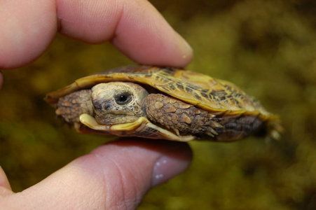 Baby Pancake Tortoise Pancake Tortoise, Turtles Pet, Kawaii Turtle, Leopard Tortoise, Baby Pancakes, Tortoise Care, Baby Tortoise, Galapagos Tortoise, Baby Sea Turtles