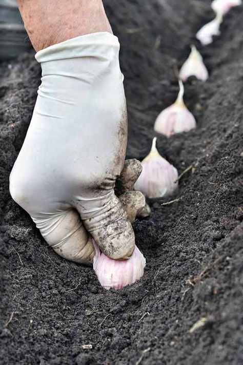 Are you a garlic lover? Try going your own at home! It's easy to get started and will save you a ton of money buying speciality varieties. Learn how to get going with this wonderful herb now! Planting Garlic In Fall, How To Plant Garlic, Garlic Water, Plant Garlic, Companion Gardening, Garden Companion Planting, Vegetables Garden, Planting Garlic, Planting Guide