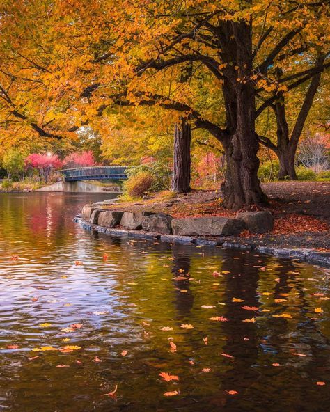 Last year I was treated to this colourful Autumn scene at Bowring St. John's Newfoundland. The trees are starting to show some colour here now. Any signs of Autumn in your area? *My 2025 Calendar Scenes of Newfoundland is now available* #newfoundland #canada #newfoundlandandlabrador #explorenl #explorecanada #explorenewfoundland #canada #fineartphotography #falltime Newfoundland Canada, 2025 Calendar, Autumn Scenes, Explore Canada, Newfoundland And Labrador, Newfoundland, Fine Art Photography, Vision Board, Trees