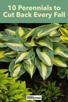 Hosta Care, Hosta Gardens, Garden Help, Garden Yard Ideas, Fall Plants, Garden Care, Perennial Garden, Perfect Garden, Flowers Perennials