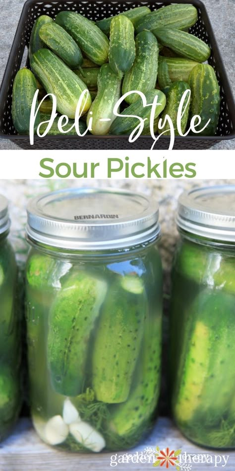 Organic Pickle Recipe, Open Kettle Pickles, Sour Pickles Homemade, Sour Dill Pickle Recipe, Sour Pickle Recipe, Fermented Pickles Recipe, Pickle Ideas, Pickles Homemade Easy, Fermenting Foods