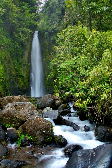 A Waterfall in Forest 📍Turrialba, Cartago Province, Costa Rica Waterfall In Forest, Costa Rica Rainforest, Water Fall, Famous Authors, New Guinea, Popular Books, Natural Environment, Central America, Abandoned Places