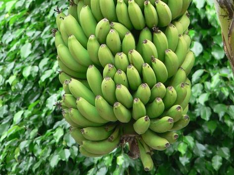 Boiled green bananas are a popular side dish in Jamaica and many other Caribbean islands where they are used much like potatoes or other root vegetables. Plantain Tree, Grow Banana Tree, Benefits Of Eating Bananas, Plants Reference, Keep Bananas Fresh, Be Fruitful And Multiply, Como Plantar Pitaya, Trees Backyard, Fruit Trees Backyard