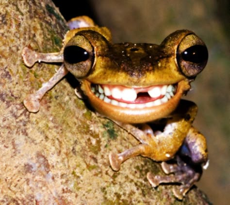 Funny frog by bruno-sousa.deviantart.com Funny Frog Pictures, Nature Wonders, Frog Pictures, Cute Reptiles, Funny Frogs, Frog Art, A Frog, 웃긴 사진, Reptiles And Amphibians