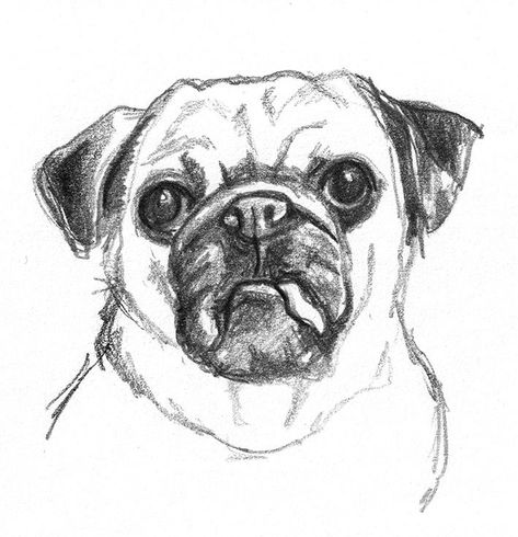 Dog sketches - Pencil drawings of dogs #DogSketch Dog Sketches, Dog Pencil Drawing, Sketch Head, Sketches Design, Plant Sketches, Puppy Sketch, Tree Drawings Pencil, Pencil Drawing Tutorials, Animal Drawings Sketches