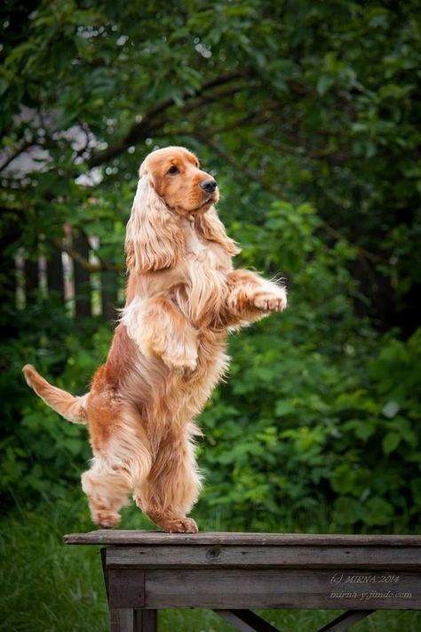 Cocker Spaniel Grooming, Show Cocker Spaniel, Loc Styles For Short Hair, English Cocker Spaniel Puppies, Irish Red Setter, Golden Cocker Spaniel, Golden Cocker, Red Setter, Hair Cut Styles