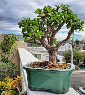 How to Grow a Jade Plant into a Tree | Crassula Tree Bonsai Jade Plant Garden, Bedroom Office Table, Jade Plant Bonsai, Micro Farming, Jade Plant Care, Bonsai Diy, Jade Bonsai, Jade Tree, Succulent Tree