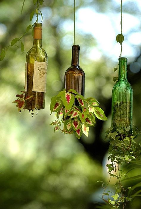 Wine Bottle Planter, Pot Gantung, Homemade Wine, Bottle Garden, Wine Bottle Diy, Diy Wine, Wine Bottle Crafts, Hanging Planter, Bottle Art