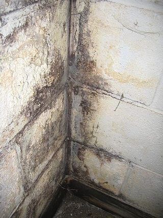 Mold In Basement, Concrete Basement Walls, Homemade Toilet Cleaner, Cleaning Painted Walls, Concrete Walls, Waterproofing Basement, Glass Cooktop, Deep Cleaning Tips, Basement Walls