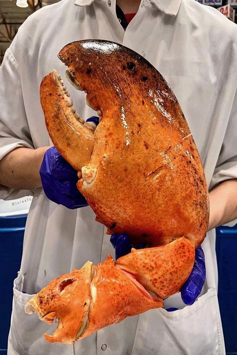 There Isn’t a Bib Big Enough to Handle Costco’s GIANT 3-Pound Lobster Claws Giant Lobster, Las Vegas Food, Lobster Dishes, Vegas Food, Maine Lobster, Giant Food, Lobster Claws, Fun Dinners, How To Make Cake