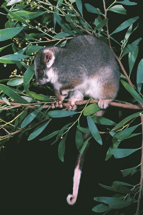 Gardens At Night, Ringtail Possum, Possum Magic, Australian Mammals, Australian Fauna, Australia Animals, Kingdom Animalia, Australian Wildlife, Incredible Creatures