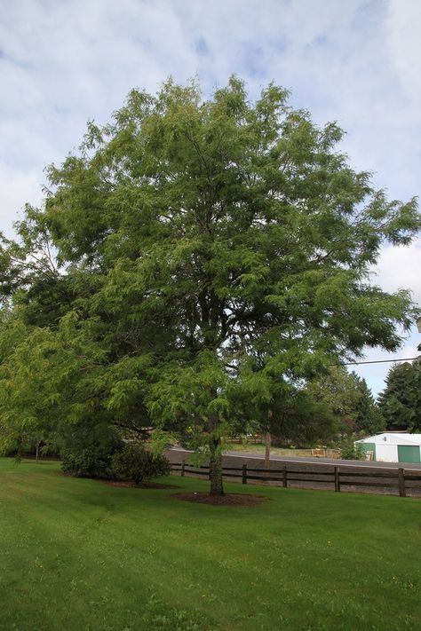 Types Of Diseases, Honey Locust, Edible Seeds, Powdery Mildew, Front Lawn, Ornamental Trees, Lake Landscape, Shade Trees, Yellow Leaves